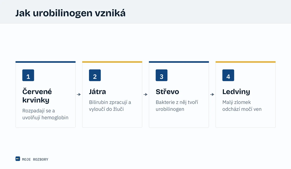 Schéma vzniku urobilinogenu ve čtyřech krocích od červených krvinek přes játra a střevo až k ledvinám